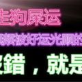 總走狗屎運，頻頻被好運光顧的生肖！沒錯，就是你！