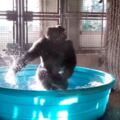 大猩猩洗澡澡好開森～　在水池「爽跳Breaking」比專業舞者還猛