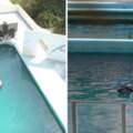 被留在「廢棄水族館」2年沒人理…　「日本最孤獨海豚」默默離開人世了