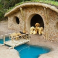 救下7隻奶汪…神人徒手為牠們「蓋出狗豪宅」　還附奢華骨頭型泳池！