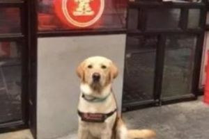 帶導盲犬用餐居然被店員驅逐，網友的做法令人直呼解氣！