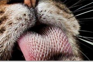 大家知道老虎的舌頭有刺，但是你們一定不知道老虎「這裡的刺」更厲害！！