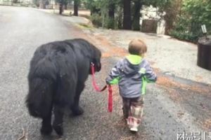 從未見過如此勇敢的小朋友，牽著一條大狗從容的走在路上