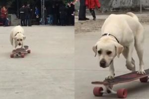 滑板車玩的比人還溜，這隻拉布拉多犬還是狗狗嗎？太厲害啦！