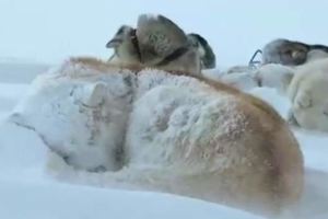 這些人生活在北極，一場大雪把狗狗都埋了，挖了半天才找到