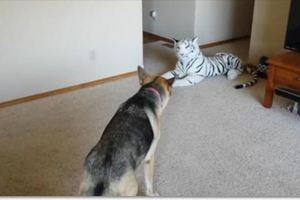 德牧發現家裡來了一隻「老虎」，被嚇得到處躲，這表情亮了!