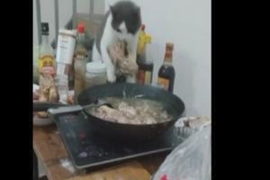 貓咪偷熱鍋裡的肉吃，叼起肉的瞬間，網友直呼：神操作！