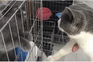 網友在寵物店看中一隻貓，准備帶走的時候，見證了貓咪間的深情&偷襲成功的貓咪，打懵你沒商量！