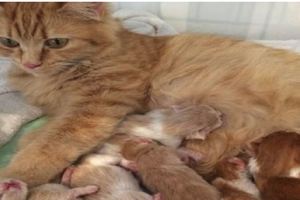 橘貓懷孕2月生了6隻小奶貓，主人一隻沒送，網友：一看就是土豪！&7歲小女孩救助毀容小貓，貓咪長大變化太大了！