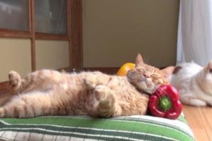 養了一隻奇葩橘貓，睡姿新穎就算了，枕頭也是一大亮點！