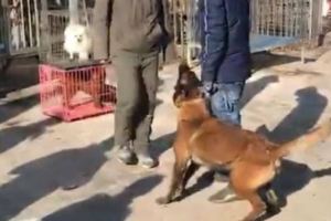 男子假裝打主人，馬犬狗狗馬上翻臉：打汪可以，打汪主人跟你急