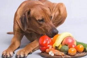 家有愛犬要注意：這些水果狗狗不能吃。