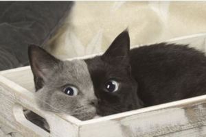 激萌！罕見「雙色臉」貓咪長大了，無辜大眼睛秒擄獲人心！