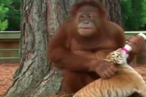 實拍：美國大猩猩給小老虎當媽，陪玩陪耍還會餵奶瓶，厲害了！