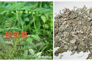 溪黃草+雞骨草+珍珠草有哪些功效？溪黃草具有舒肝~~有效預防肝硬化