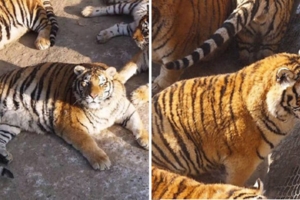 動物園老虎過年完「肥成橘球」　飼養員澄清：牠們只是虛胖啦～