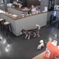 寵物店哈士奇突然發怒咬死小型犬，小型犬主人居然還被起訴！