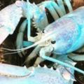 捕獲機率十分小！加拿大漁民捕獲夢幻「粉藍龍蝦」一夕爆紅