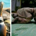 直擊一組環境污染對動物造成觸目驚心傷害的照片