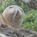 夏威夷僧海豹總是掛著一條「鰻魚鼻涕」，背後故事超蠢萌...網友力挺，好好保護，別讓牠們絕種了！