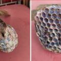 驚見「粉藍色蜂巢」超詭異　專業網友解答：不能吃！