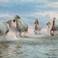 12匹白馬橫越湖泊朝他奔來　攝影師拍下「天堂級震撼美景」
