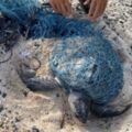 奄奄一息！保育欖蠵龜遭漁網纏繞 海巡搶救