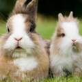 屬兔人一生最克3個人，兔的死對頭是什麼生肖？