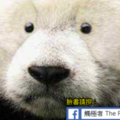 社論》貿易報復？租約到期？ 中國召回美國動物園大熊貓