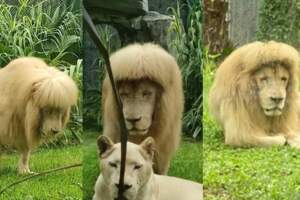 雄獅「齊瀏海」呆萌新髮型爆紅！　動物園：牠自己打理的