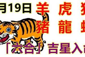 8月19日生肖運勢_羊、虎、狗大吉