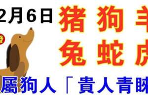 12月6日生肖運勢_豬、狗、羊大吉