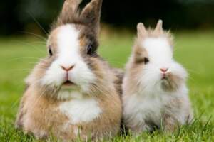 屬兔人一生最克3個人，兔的死對頭是什麼生肖？