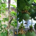 家庭種百香果扦插秘訣，豐產到一個藤子吃一年