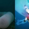 這位潛水員在深海發現「巨型怪魚」，竟不顧大家反對「遊進牠的身體裡」，最後他的下場…