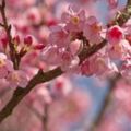 2018賞櫻景點攻略⋯全台最美粉紅櫻花海都在這！