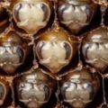 這名攝影師把用了21天拍攝的蜜蜂生長過程製作成60秒的影片…如此高清和近距離的畫面感覺超奇妙！