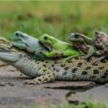 其實鱷魚是自然界的工具人？這5隻小青蛙「把鱷魚當公車」萌翻全網路！