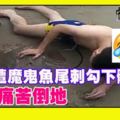 游泳遭魔鬼魚尾刺勾下體網友看到畫面後忍不住為男子喊疼