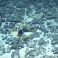 海底發現「大嘴巴」怪物！尾巴長達3米以上，棲息地最深達5000米！