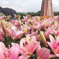 【賞花之旅】花都開好了，看花博順遊中社花市！