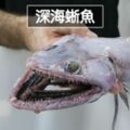 13張證明「澳洲比你想像中可怕好幾倍」的當地生物照