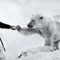 北極熊母子餓到討食　好心軍人一餵…牠們「乖守原地」等著致謝