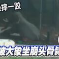 2019-03-04:(內附現場發生視頻）幫忙洗澡摔一跤慘被大象坐崩頭骨斃命!