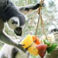 猴子吃水果冰粽過端午六福村保育員創意巧思