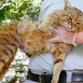 奇特巨貓竟長「狐狸尾巴」　學者詳細檢查發現：不是貓！