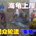 巨型海龜上岸產蛋　民眾輪流騎乘遭網民狠