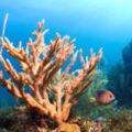 科學家意外發現讓珊瑚的生長速度快40倍暴風式的方法