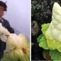 破壞生態還敢拍片炫耀？！男子拔珍稀植物遭網友「肉搜」　專家斥：它一生只開1次花啊