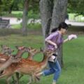 太兇了！中國杭州遊客在日本奈良餵鹿「受襲」送醫！腰部傷口長20釐米，鮮血直流